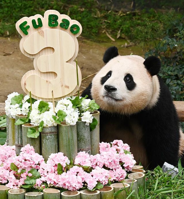 Dev Panda Fu Bao Üçüncü Yaş Gününü Kutladı