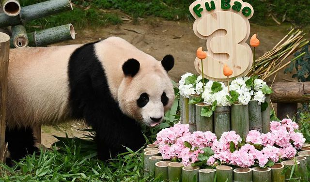 Dev Panda Fu Bao Üçüncü Yaş Gününü Kutladı