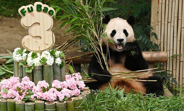 Dev Panda Fu Bao Üçüncü Yaş Gününü Kutladı