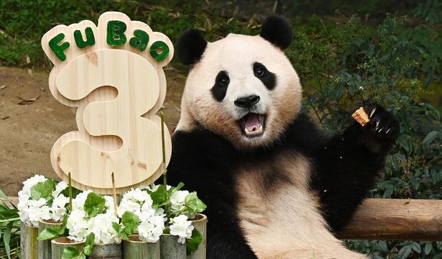 Dev Panda Fu Bao Üçüncü Yaş Gününü Kutladı