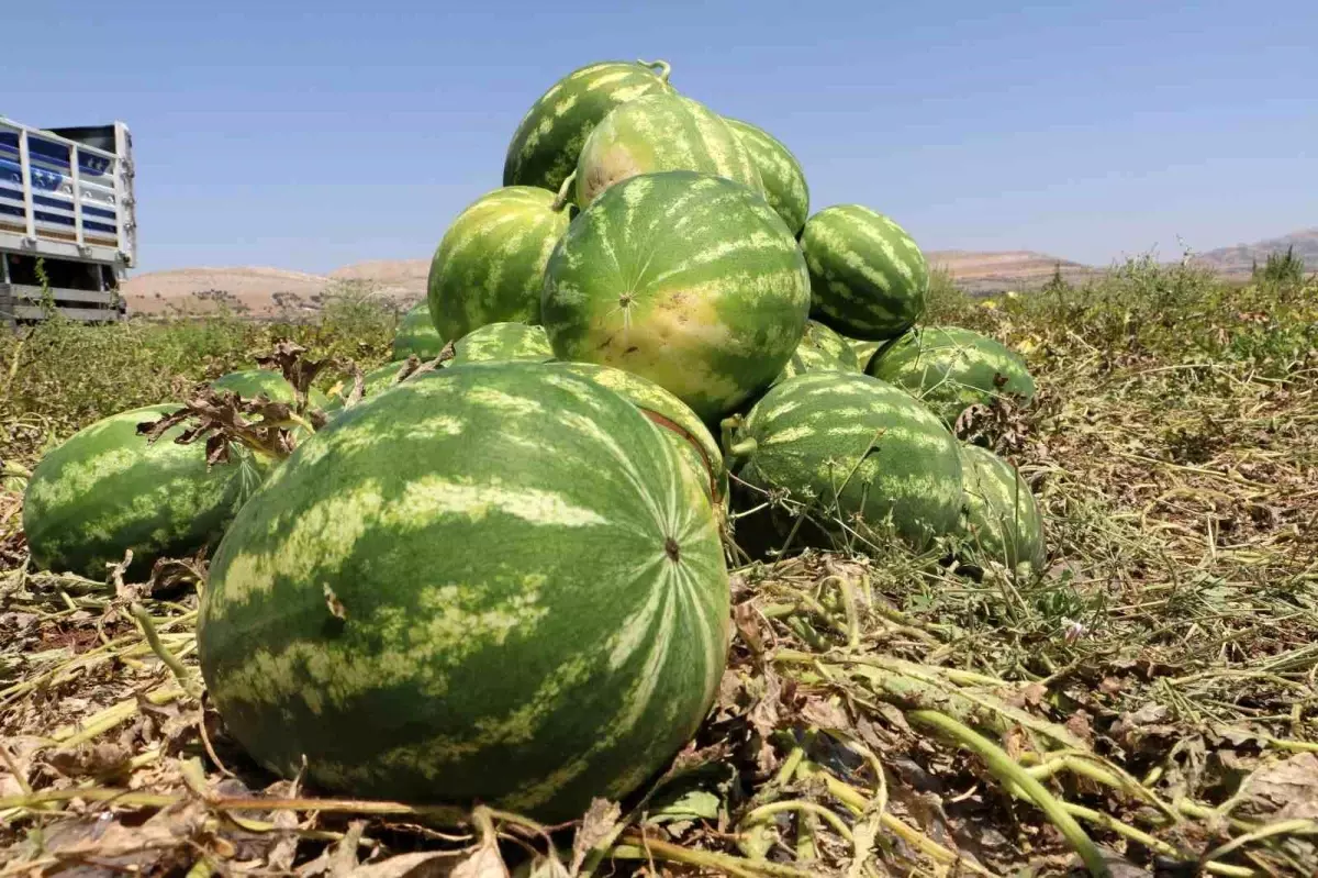 Diyarbakır\'da Ünlü Karpuzun Hasadı Başladı