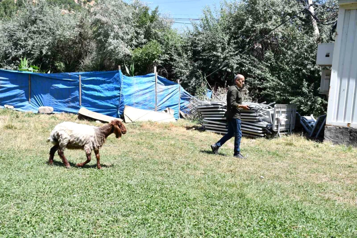 Koyun Sahibinin Peşinden Gidiyor