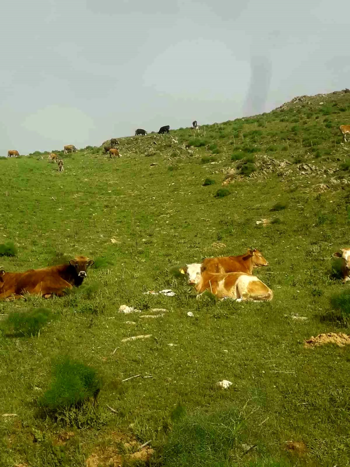 Van\'ın Gevaş ilçesinde 15 büyükbaş hayvan kayboldu