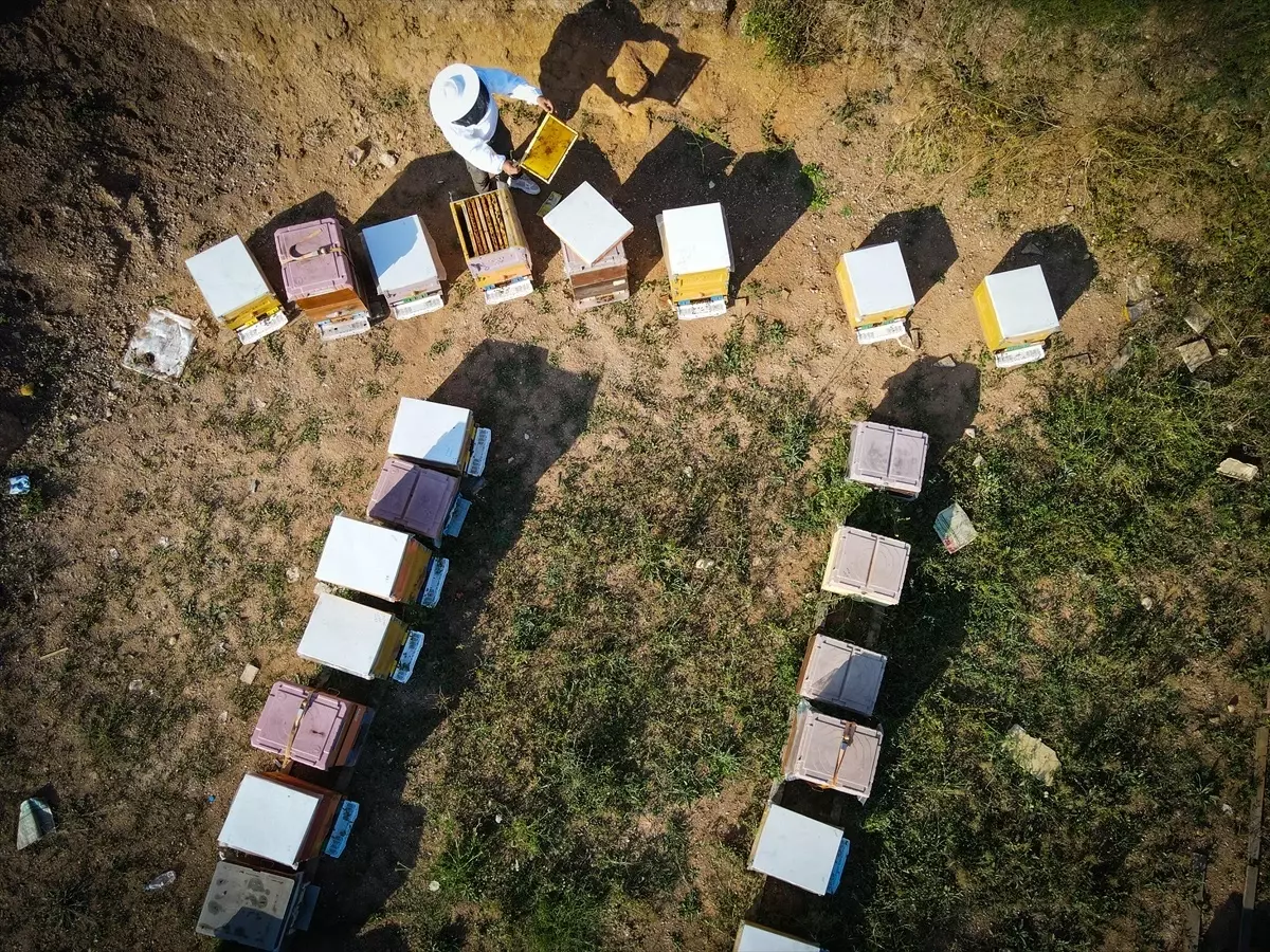 Kastamonu Kestane Balı Rekoltesi Azalıyor