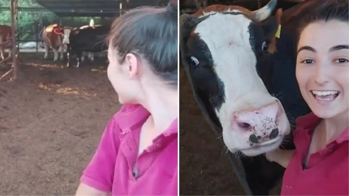 Muğla\'da genç kızın "Selfie" isteğini kırmayan ineğin görüntüleri viral oldu