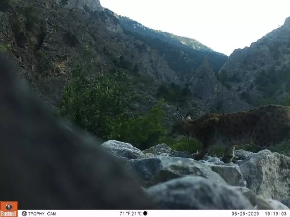 Niğde\'de Koruma Altındaki Vaşak Fotokapana Yakalandı