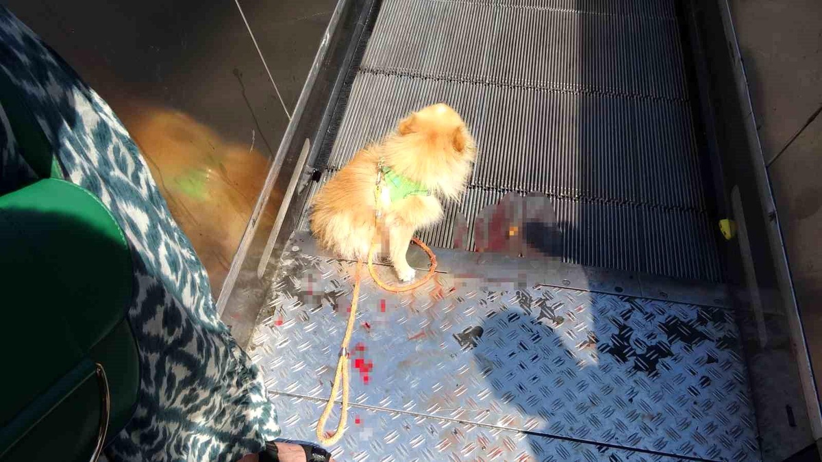 Taksim\'de Yürüyen Merdivende Sıkışan Köpek Kurtarıldı