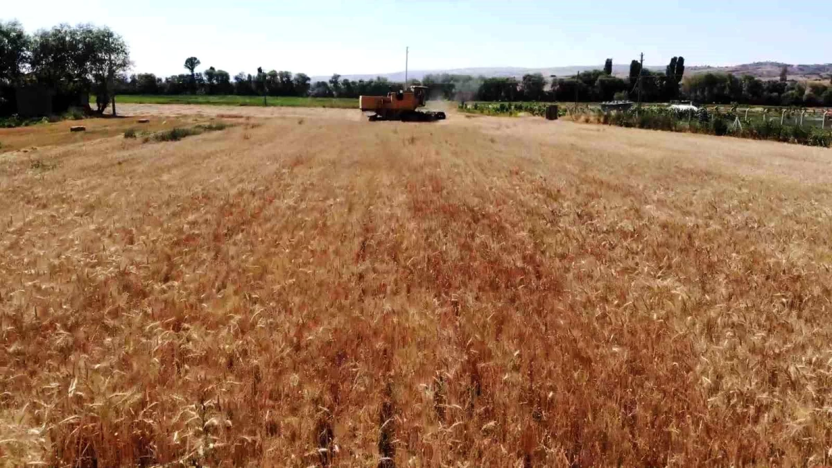 Kırıkkale\'de Buğday Hasadı Başladı