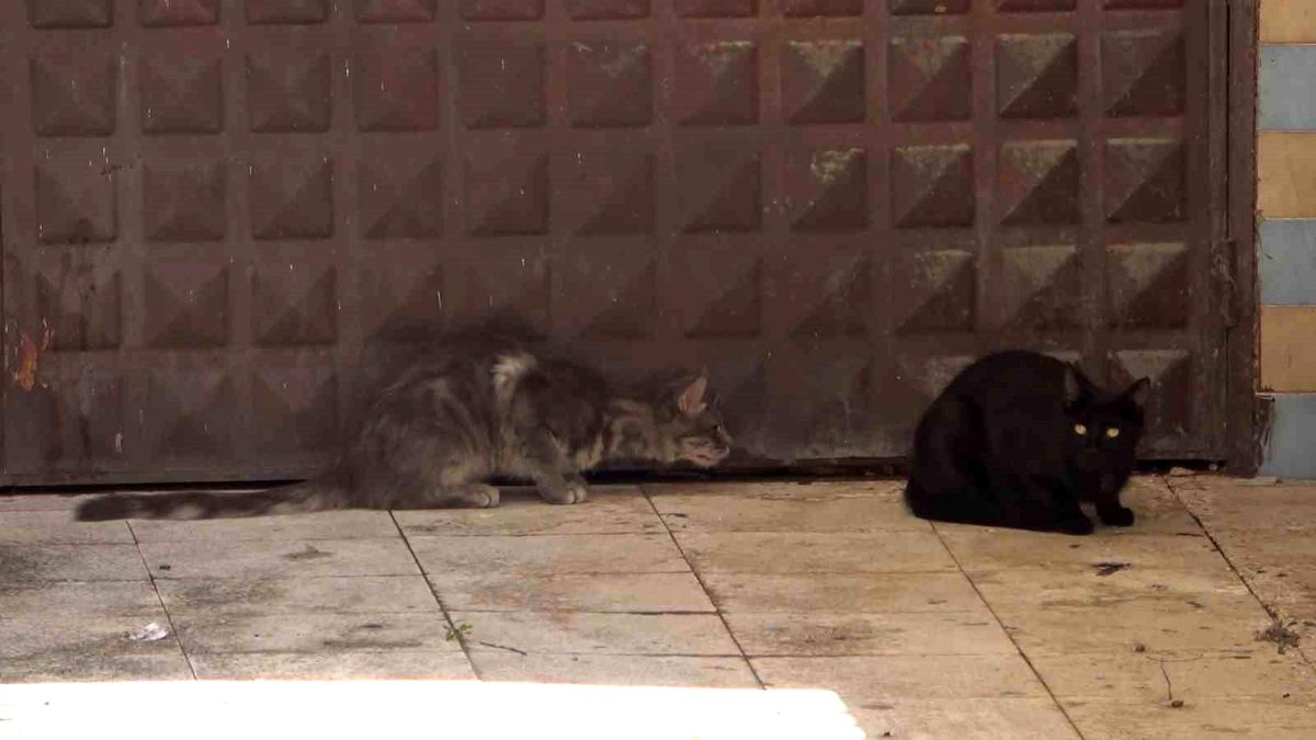 Kırıkkale\'de 3 Gündür Garajda Mahsur Kalan Kedi Kurtarılmayı Bekliyor