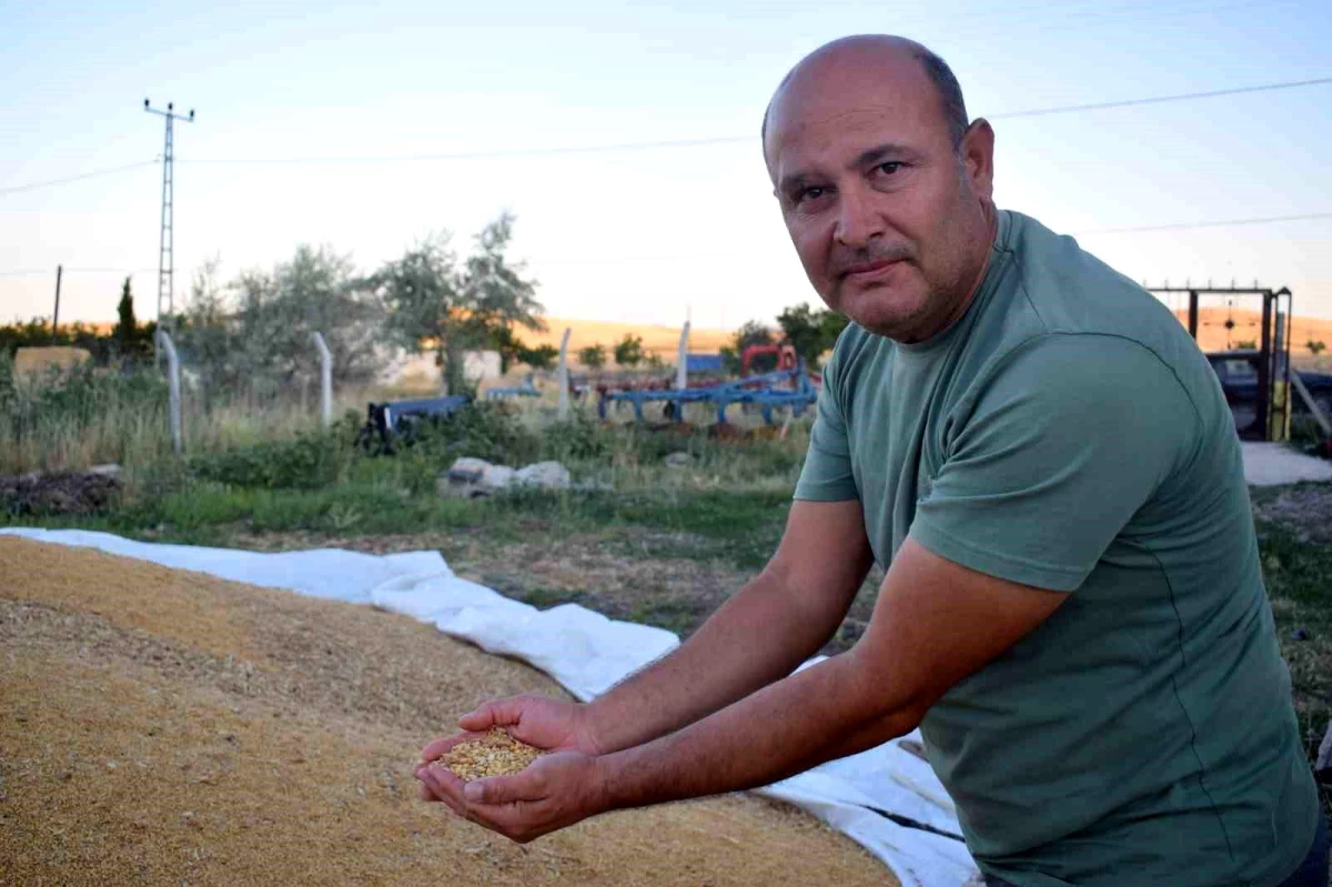 Arguvan\'da Buğday Hasadı Tamamlandı