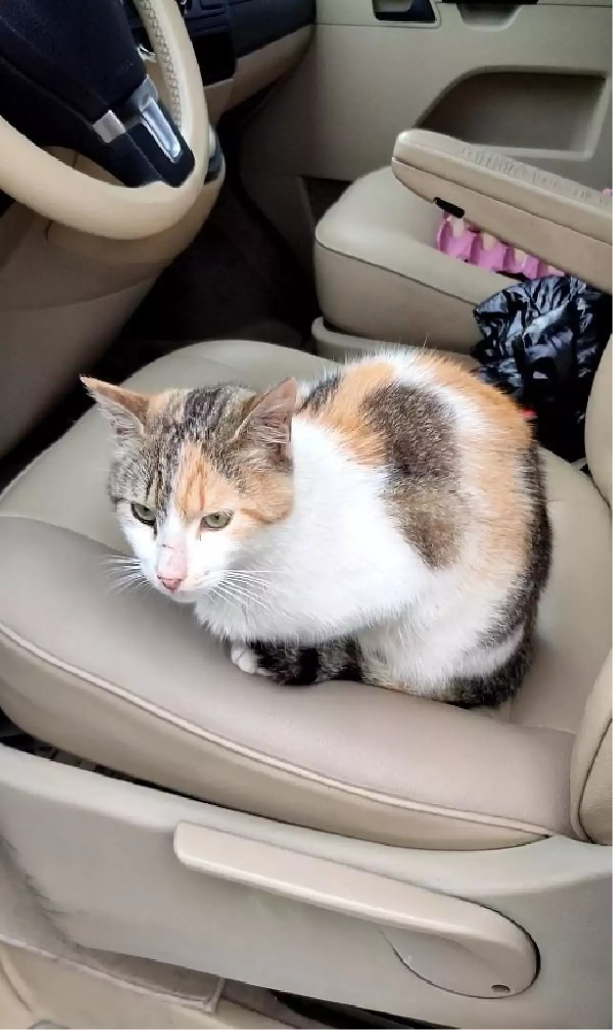 Trabzon'da Kedisi Ölen Eski Milli Sporcu CİMER'e Başvurdu