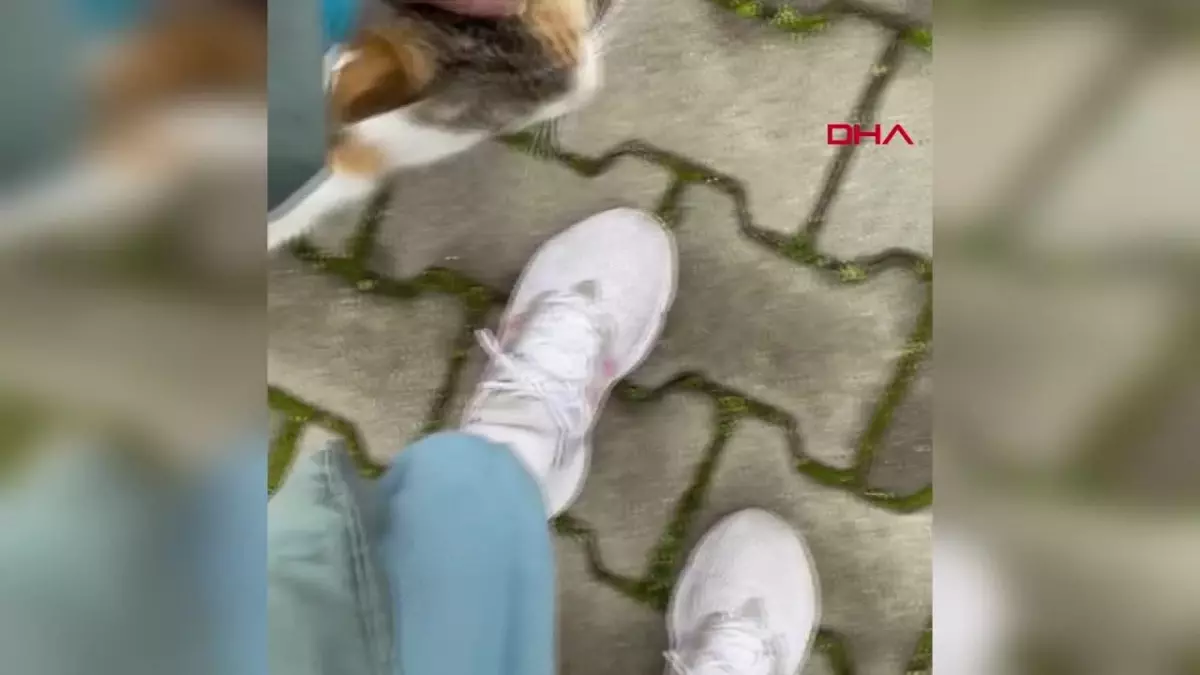 Trabzon'da Kedisi Ölen Eski Milli Sporcu CİMER'e Başvurdu