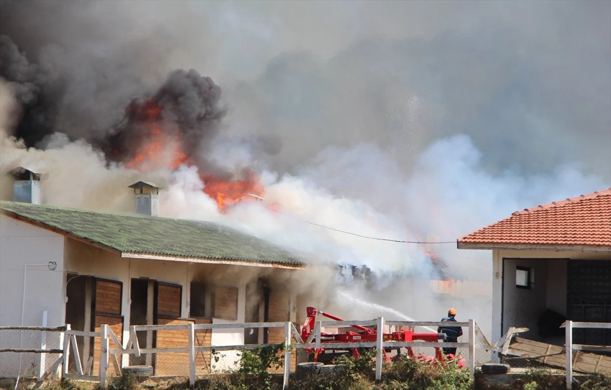 Bilecik\'te At Çiftliğinde Çıkan Yangın Hasara Yol Açtı