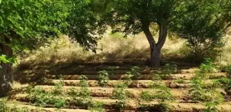 Bingöl'de 5 Farklı Noktada 4 Bin 5 Kök Hint Keneviri Ele Geçirildi