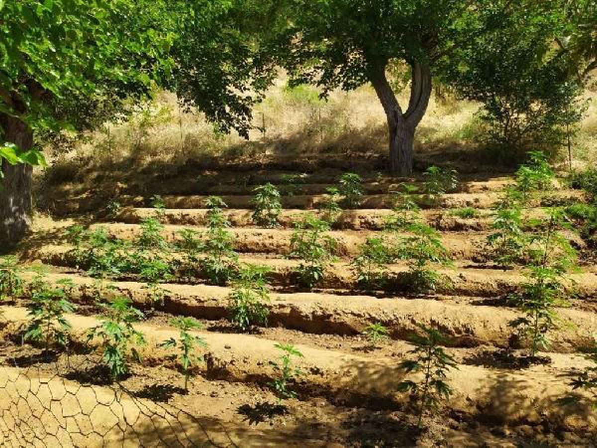 Bingöl'de 5 Farklı Noktada 4 Bin 5 Kök Hint Keneviri Ele Geçirildi