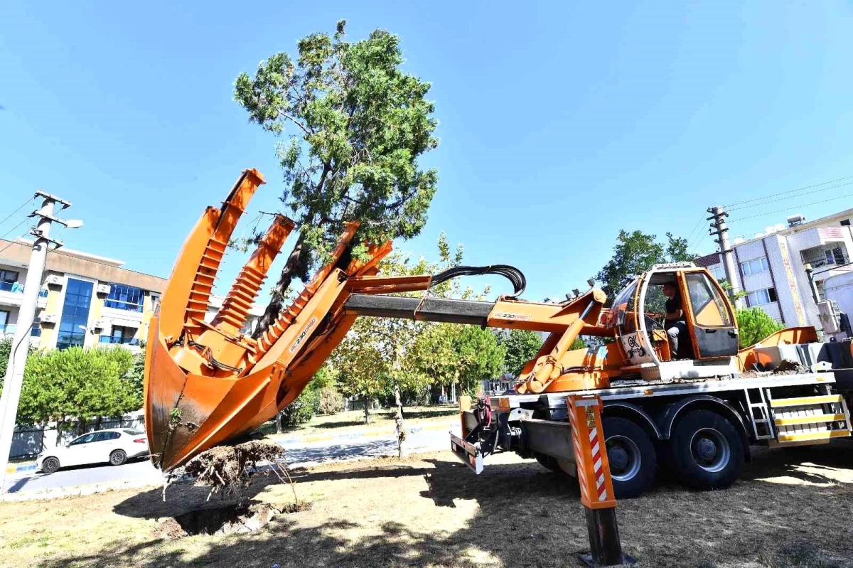 İzmir Büyükşehir Belediyesi, Buca Metrosu için ağaçları koruma altına alıyor