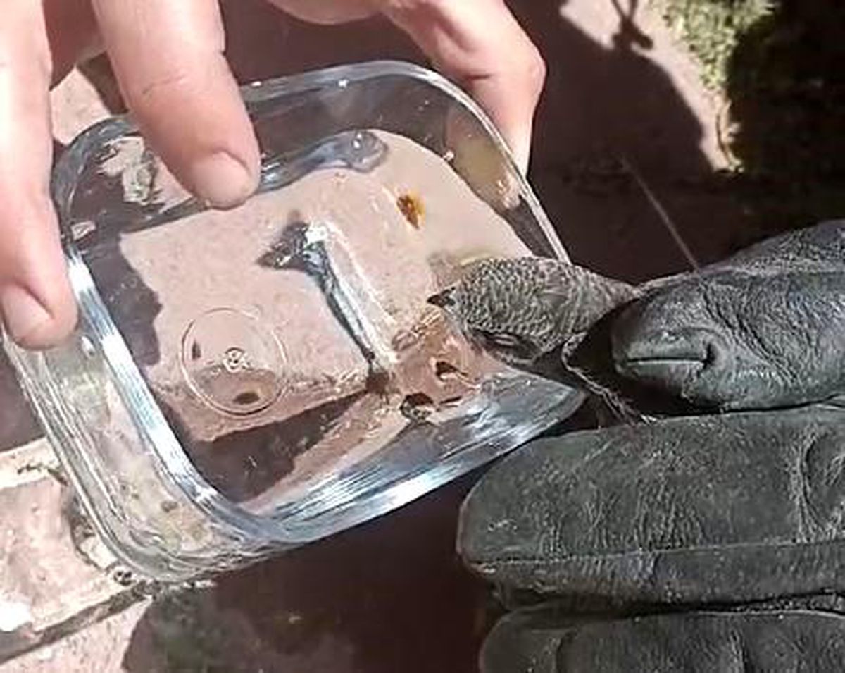 Sivas\'ta Mahsur Kalan Kırlangıç İtfaiye Tarafından Kurtarıldı