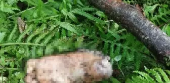 Artvin'de Derede Bulunan Ayakla İlgili DNA Örneği İstendi