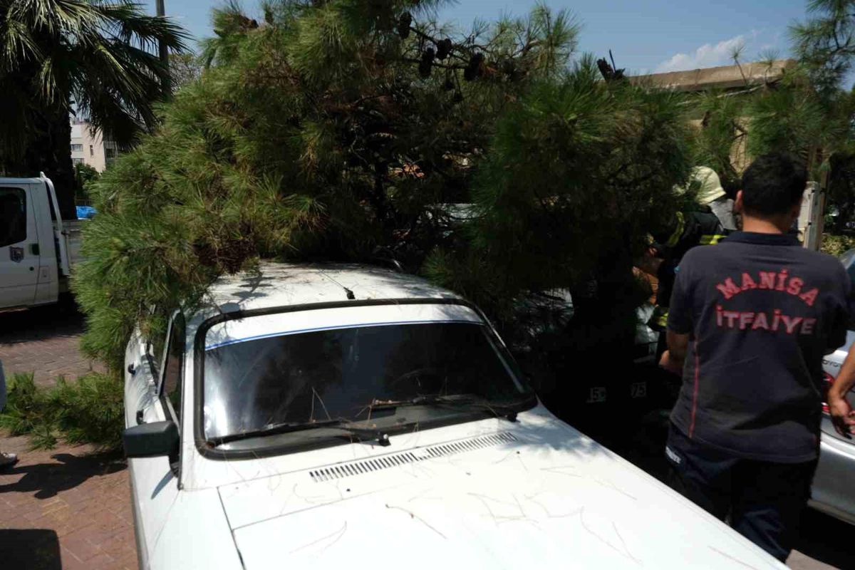 Manisa\'da çürüyen ağaç park halindeki araçların üzerine devrildi