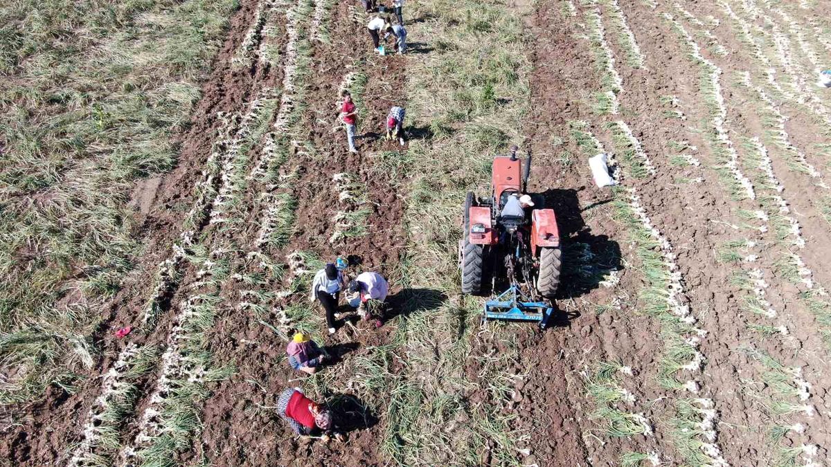 Dünyaca Ünlü Taşköprü Sarımsağı İnternetten Satışa Sunuluyor