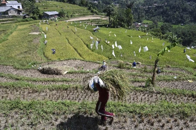 Endonezya Hükümeti El Nino İçin Gıda Hazırlığı Yapıyor