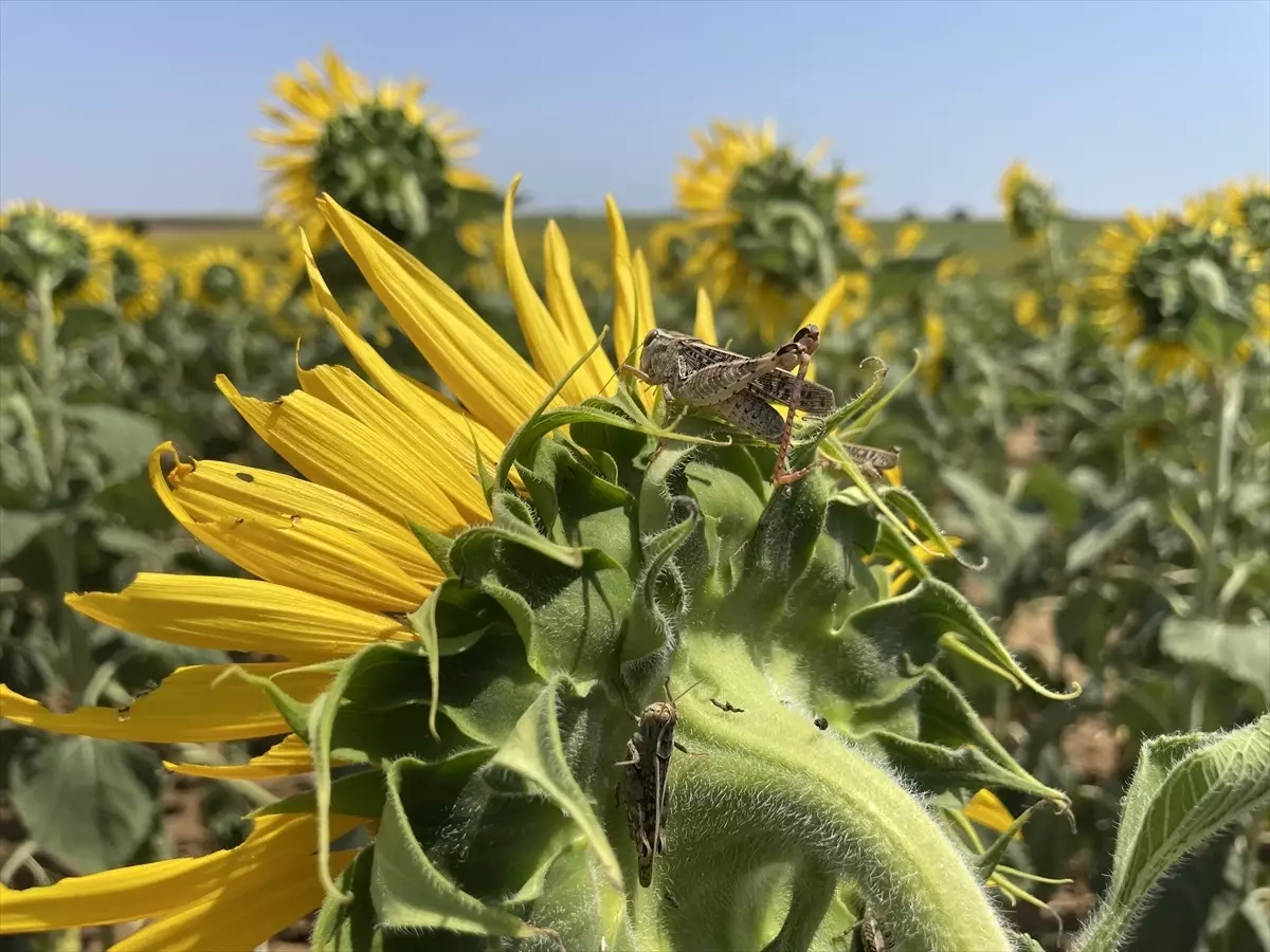 Tekirdağ\'da Çekirge İlaçlaması Başlatıldı