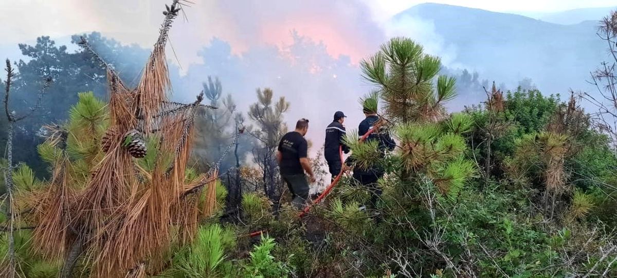Tunus\'un Cezayir sınırındaki orman yangınlarında 470 hektarlık alan küle döndü