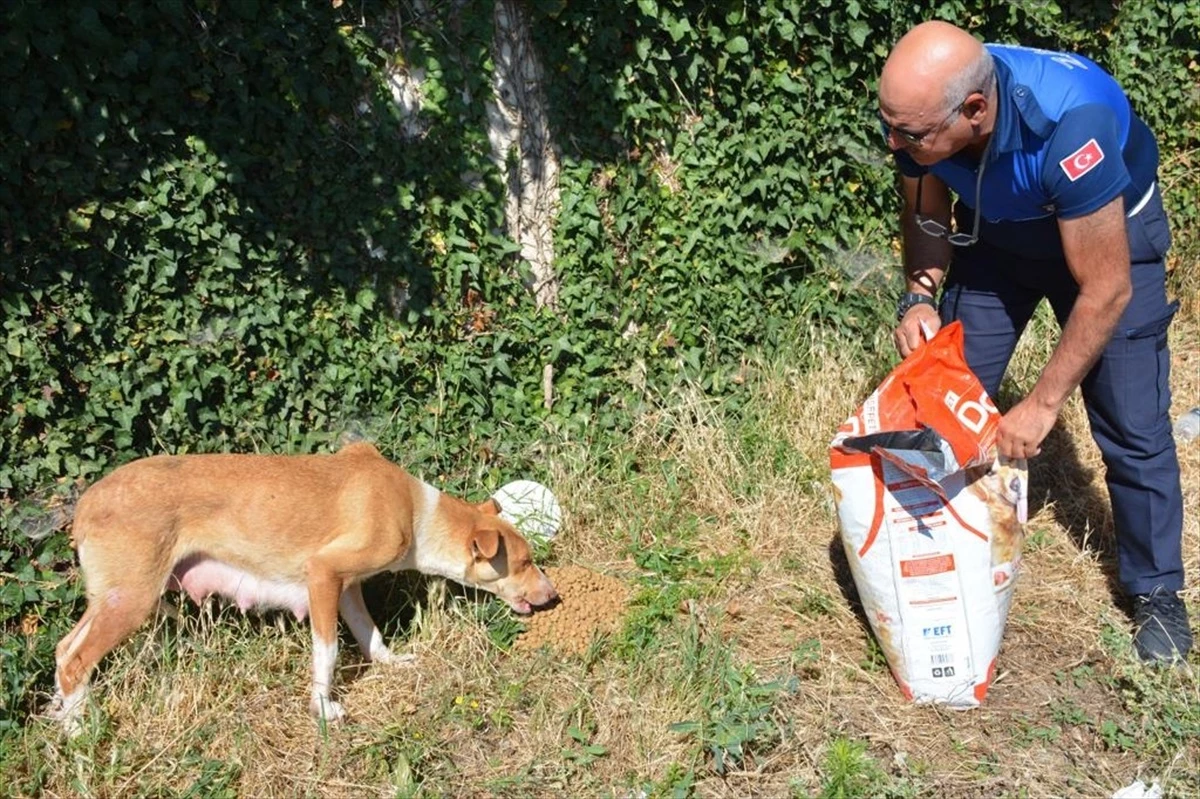 Zile Belediyesi, sahipsiz hayvanlar için mama ve su bıraktı