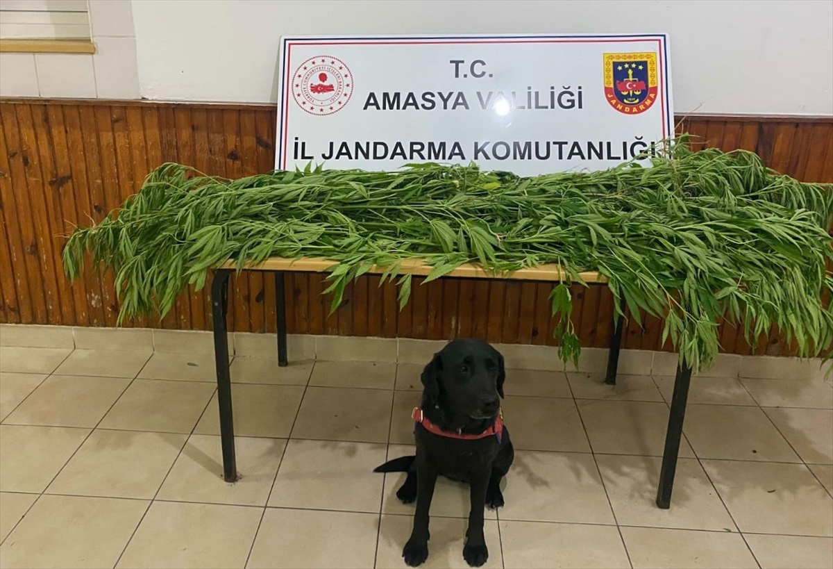 Amasya\'da Uyuşturucu Operasyonu: 2 Şüpheliden Birisi Tutuklandı