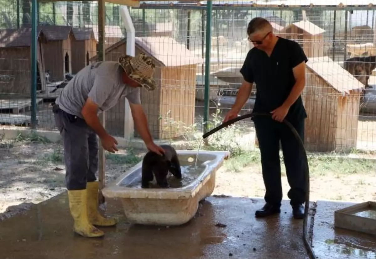 Adana'da Barınaktaki Köpekler İçin Serinletme Yöntemi