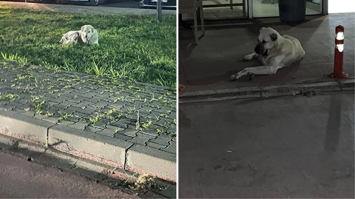 Ayvalık\'ta sokak köpekleri tehlike saçıyor