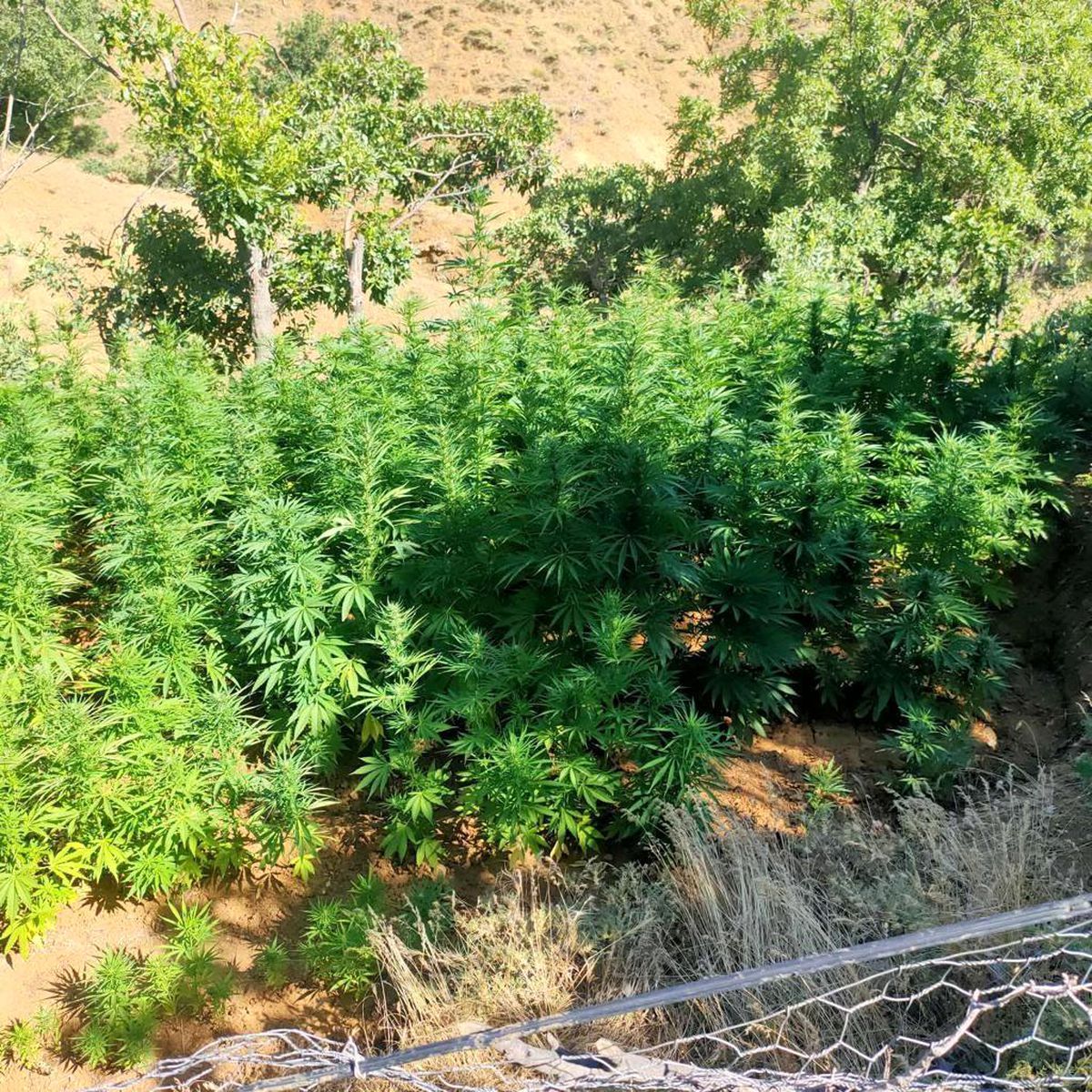 Bingöl\'de Jandarma Operasyonunda 570 Kök Kenevir ve 12 Kilo Esrar Ele Geçirildi