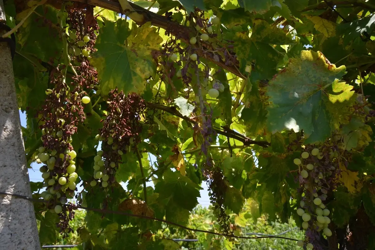 Manisa\'da Mildiyö Hastalığı Üzüm Üretimini Olumsuz Etkiliyor