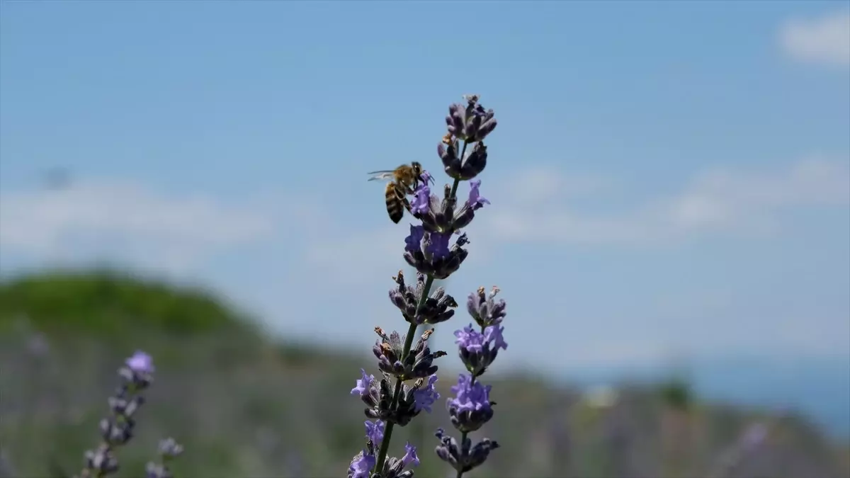 Kahramanmaraş'ta yangında zarar gören ormanlık alanda lavanta fideleri dikildi