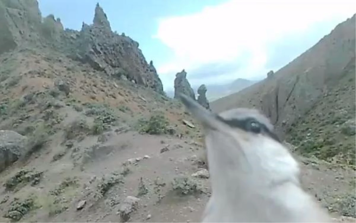 Kaya Sıvacısı Kuşu Fotokapanı Gagaladı