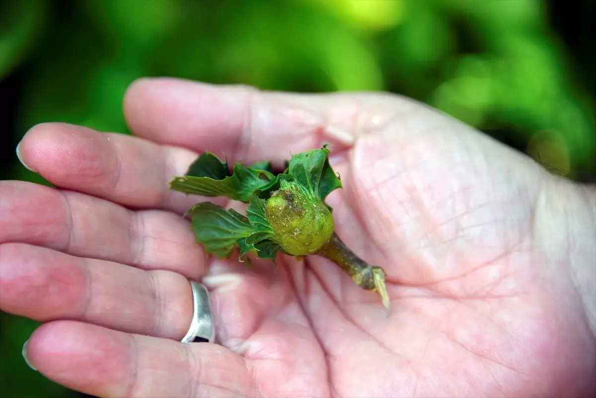 Kastamonu\'da Gal Arısı Zararlısına Karşı Yapışkan Tuzaklı Biyoteknik Mücadele Başarılı