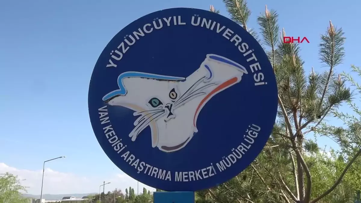 Van Kedi Villası\'nda Yavru Kedilerin Doğumu Devam Ediyor