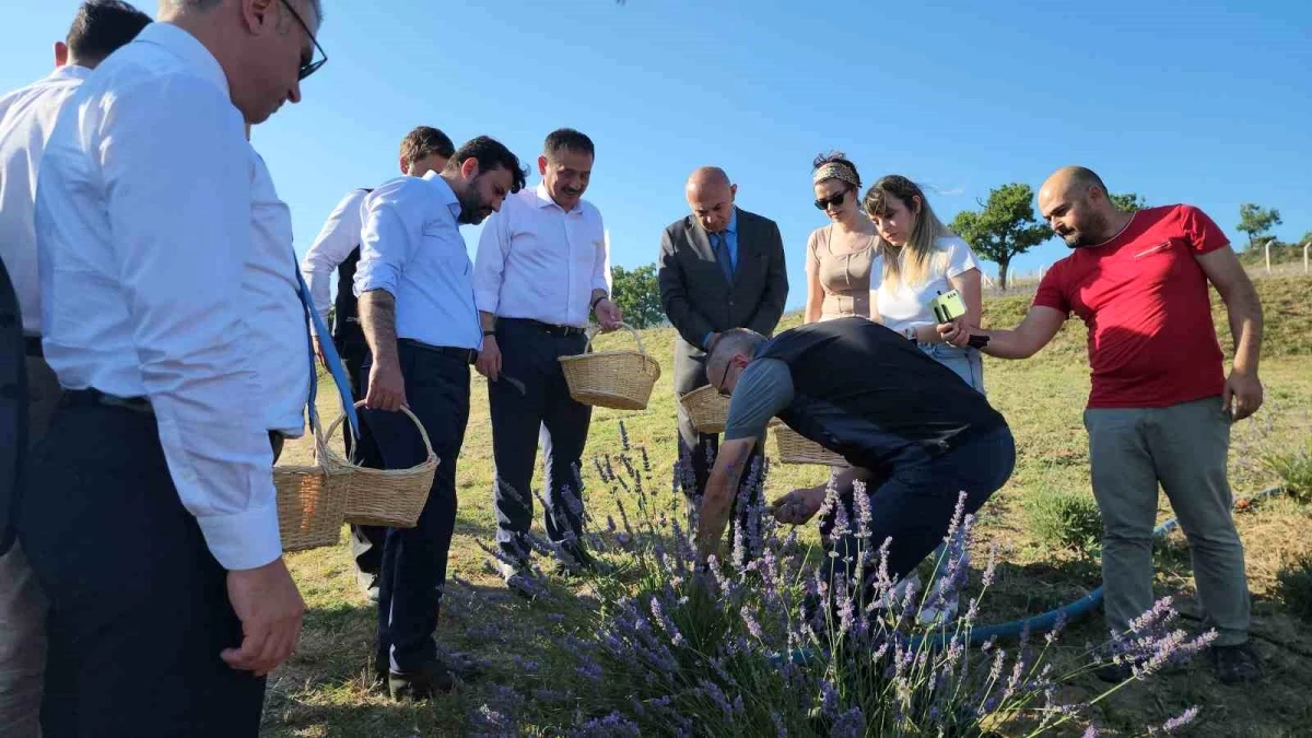 Safranbolu\'da Lavanta Hasadı Gerçekleştirildi