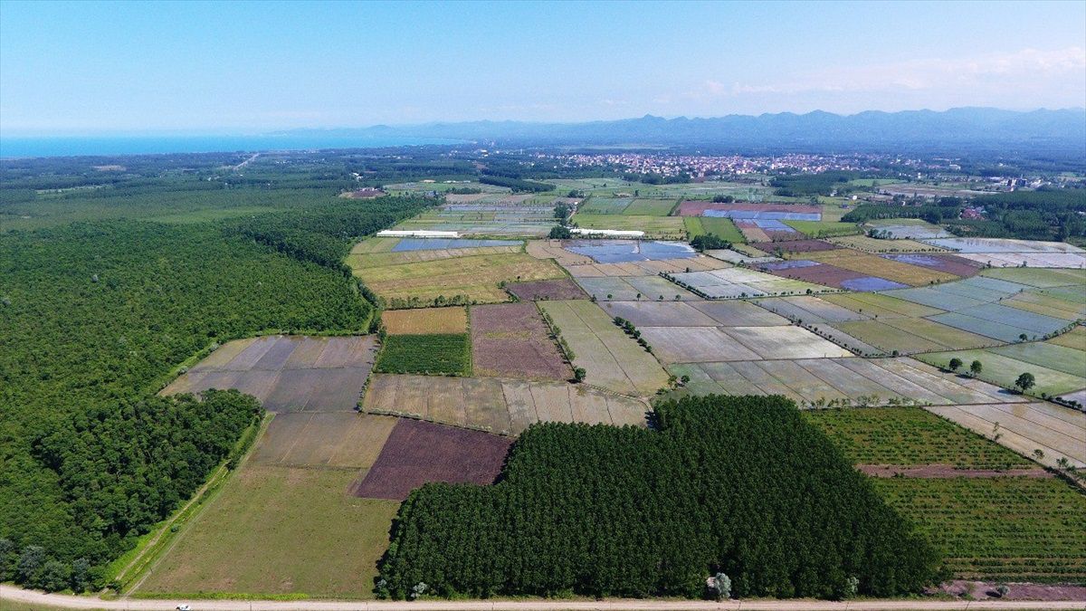 Terme\'de Bu Yıl Çeltik Rekoltesi 11 Bin Ton Olacak
