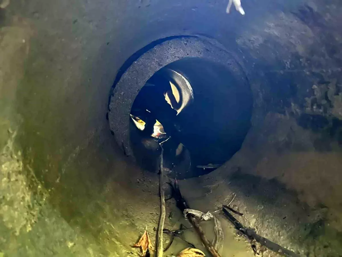 Sinop\'ta 10 Metre Derinliğindeki Kuyuya Düşen Hayvan Kurtarıldı