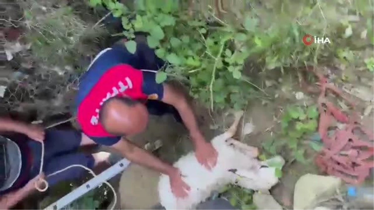 Sinop\'ta kuyuya düşen koyun kurtarıldı