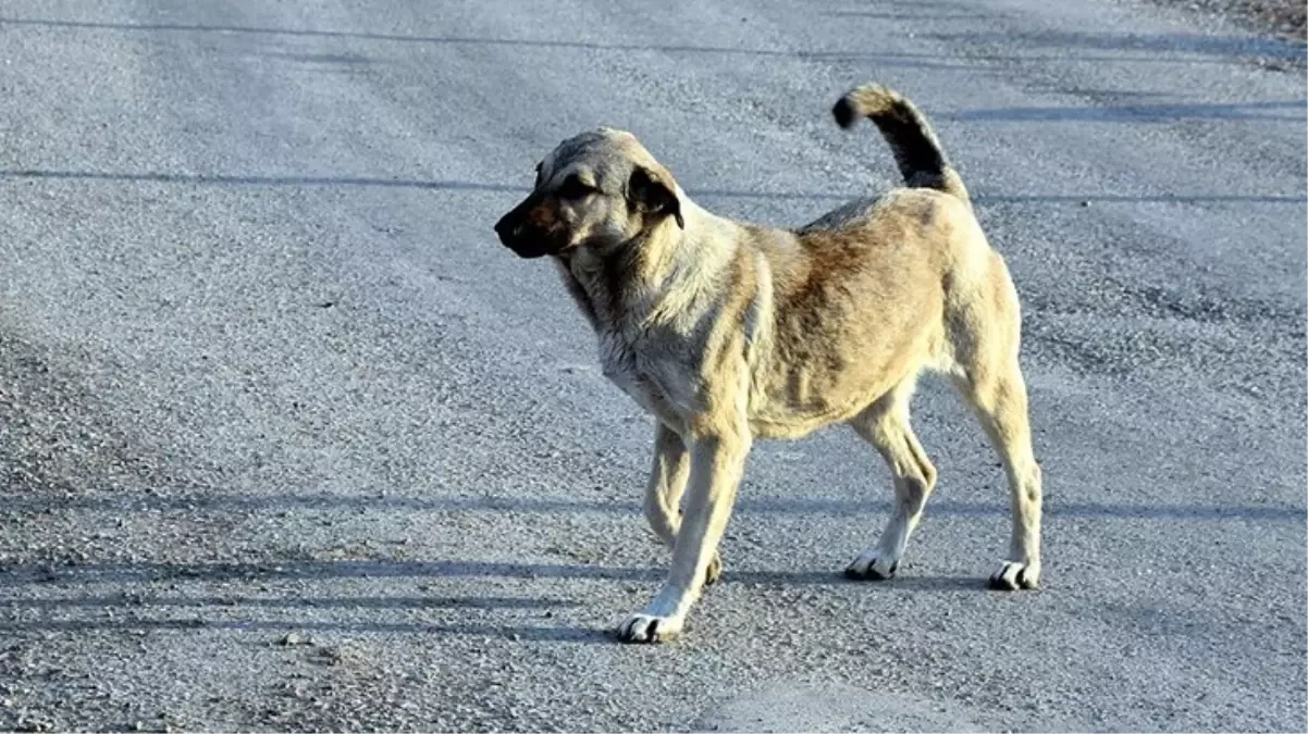 Van\'da Kuran kursundan dönen 9 yaşındaki kız çocuğu sokak köpeğinin saldırısına uğradı