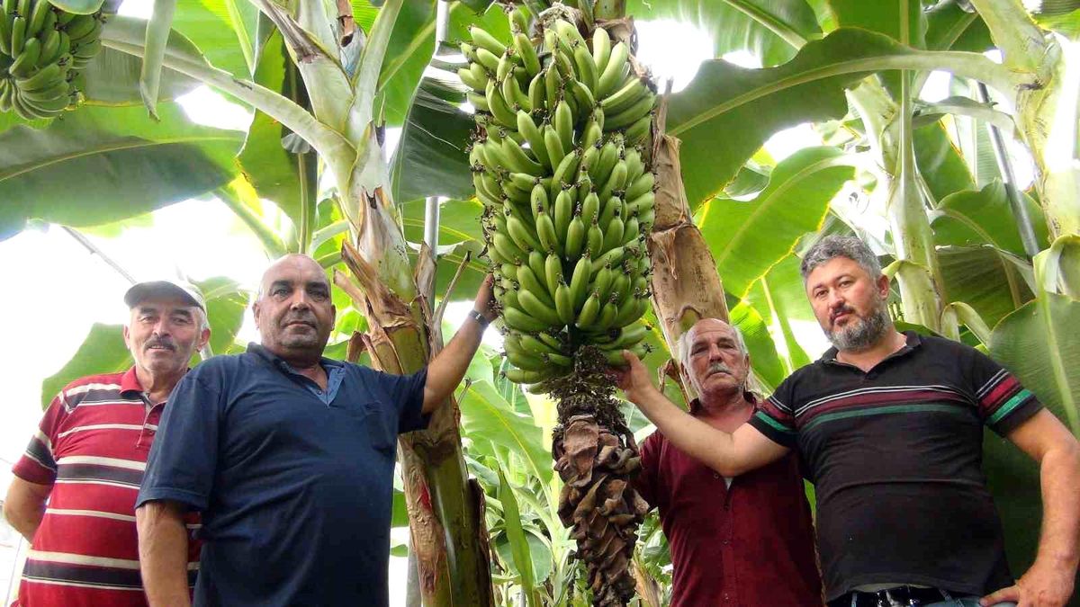 Silifke\'de Afrika sıcaklarında 60 derece sıcaklıkta muz hasadı yapıldı