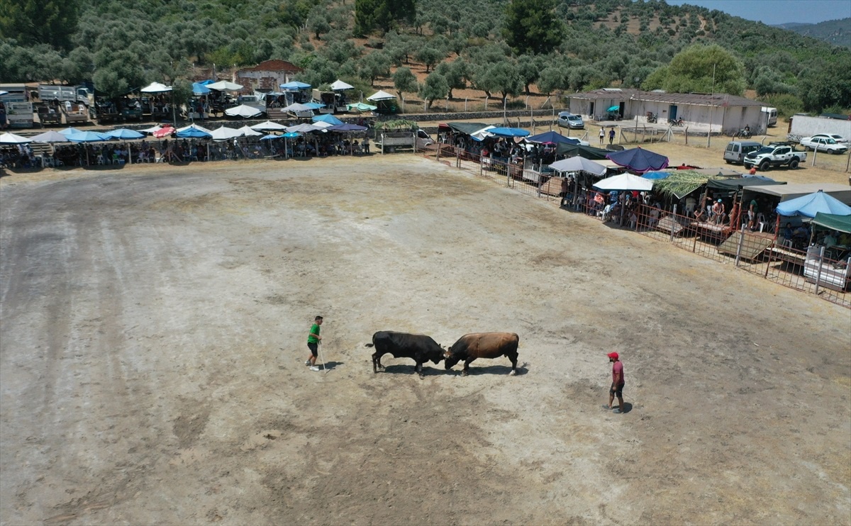 Aydın Germencik\'te Boğa Güreşi Festivali Düzenlendi