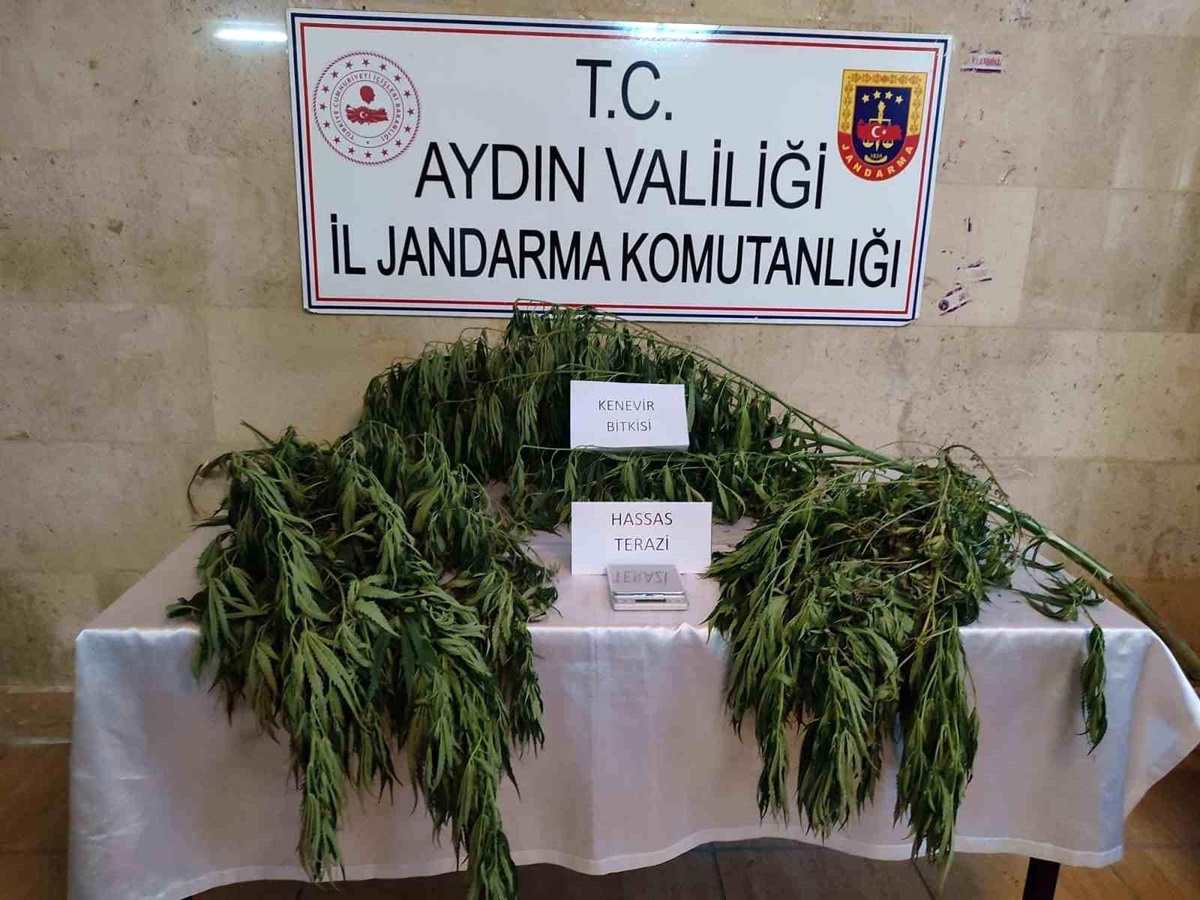 Aydın\'da yapılan operasyonda kenevir bitkisi ele geçirildi