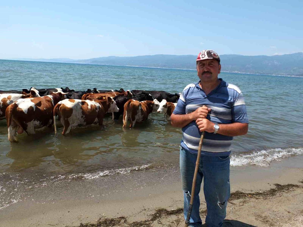 Burhaniye\'de Sıcaklar İnekleri Denize Sürüklüyor