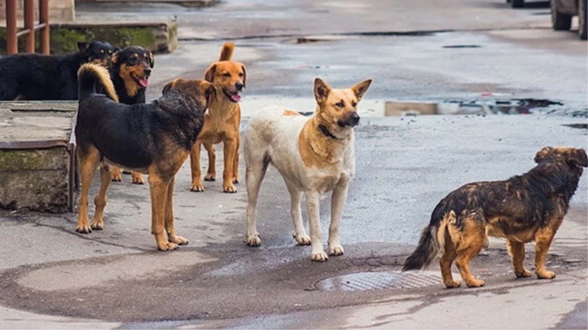 Başıboş köpeklerin neden olduğu hastalıklar artıyor
