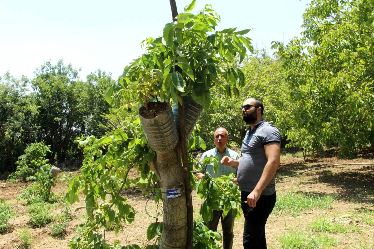 Şırnak\'ta Verimsiz Ceviz Ağaçlarına Kabuk Altı Aşısı Yapılarak Verim Artırılıyor