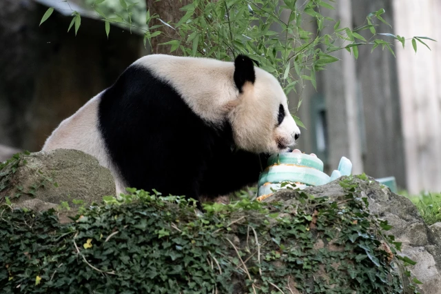 Dev Panda Mei Xiang, 25. Yaş Gününü Washington'da Kutladı