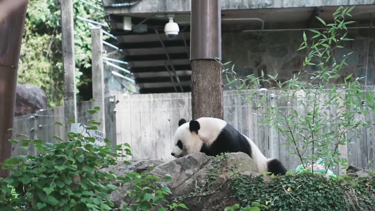 ABD\'deki Smithsonian Ulusal Hayvanat Bahçesi\'nde Dev Panda Mei Xiang\'ın 25. yaş günü kutlandı